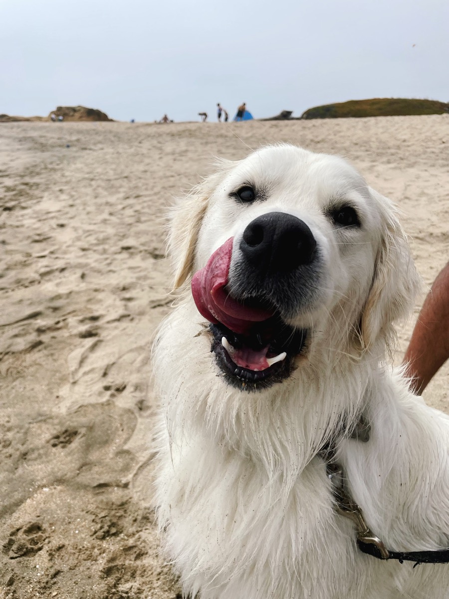 Bru, a golden retriever at the beach